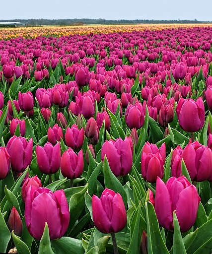 A lush royal purple peony tulip